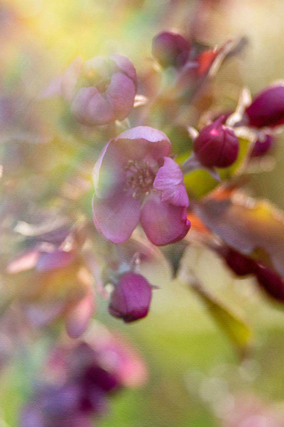 Free Image of Soft Pink Blooms in Golden Sunlight Dappled Light 