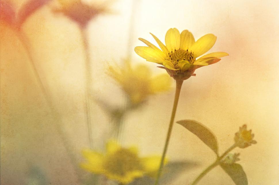 Free Image of Vintage style yellow flowers in warm tones 