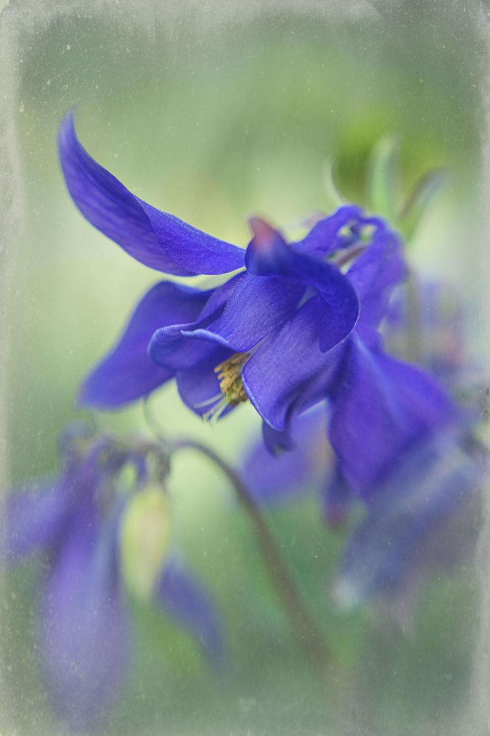 Free Image of Dreamy blue blooms soft focus background 