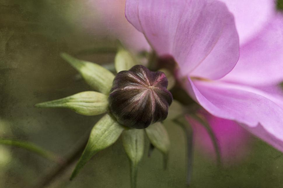 Free Image of Artful pink flower with unique perspective 