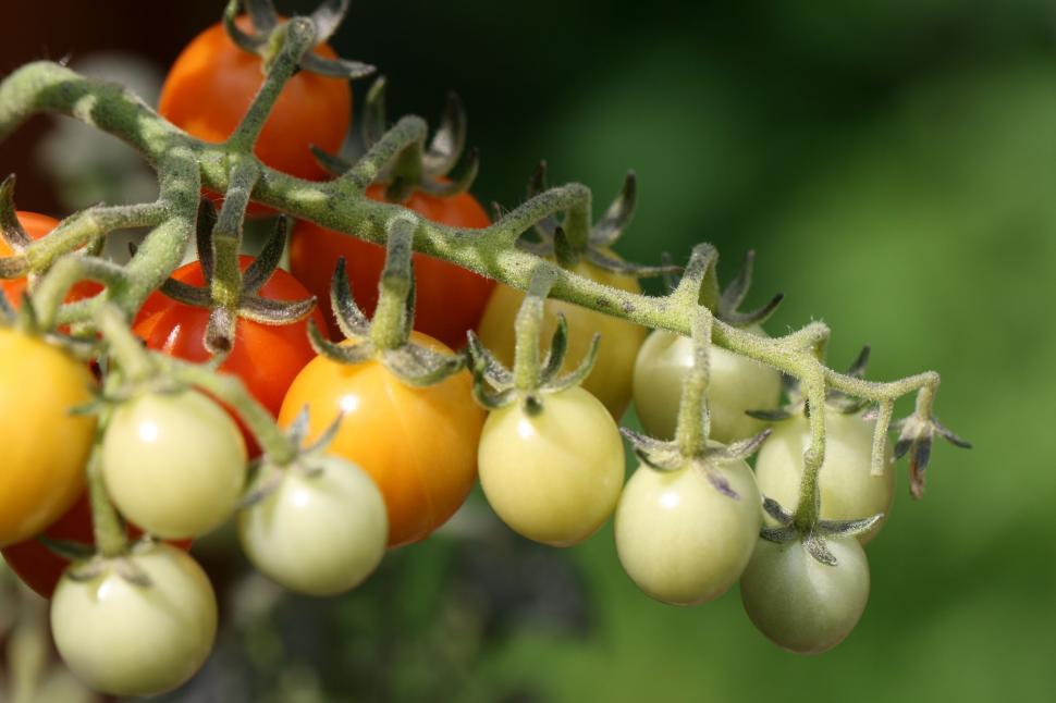 Free Image of Bunch of ripening cherry tomatoes on plant 