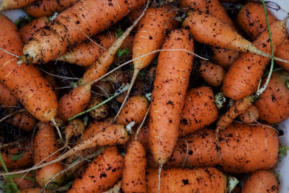Free Image of Freshly harvested earthy carrots bundle 