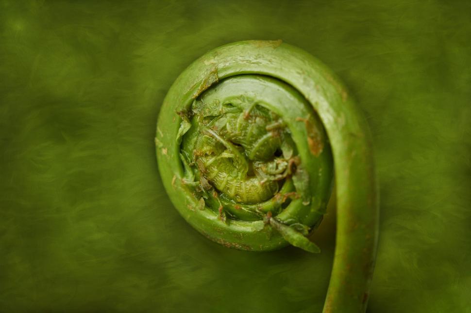 Free Image of Fern frond unrolling a young fern leaf 