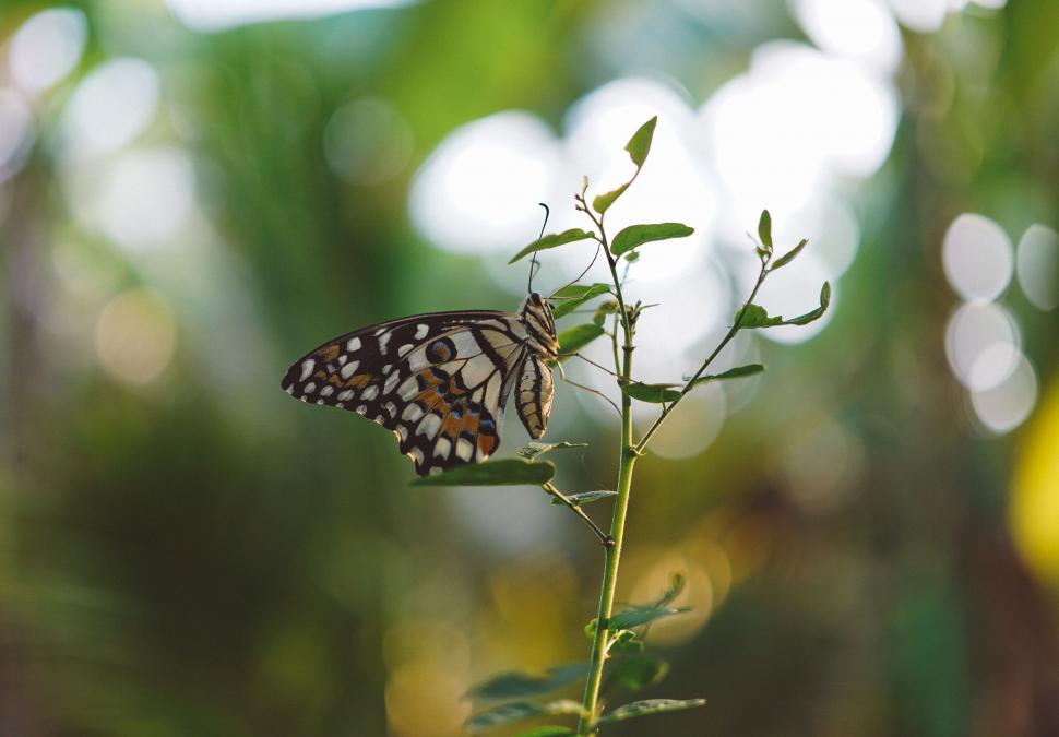 Free Image of Butterfly perched on a green plant 