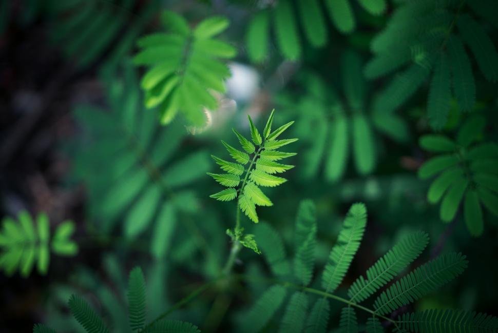 Free Image of Detailed green serrated leaves close-up 