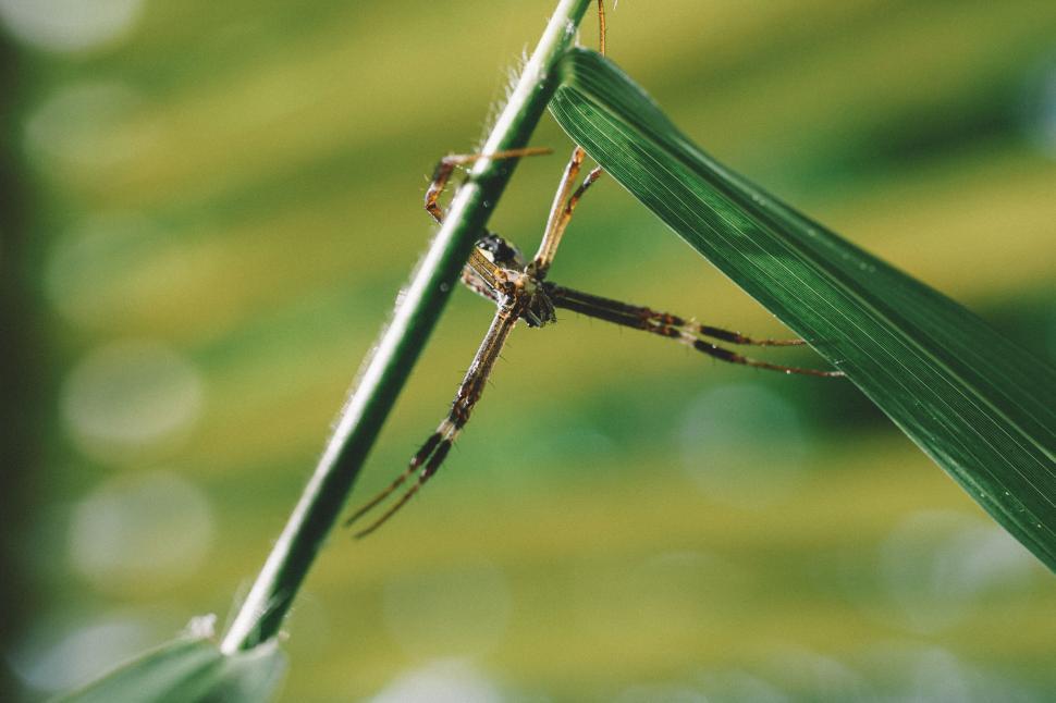 Free Image of Spider on a green leaf capturing prey 