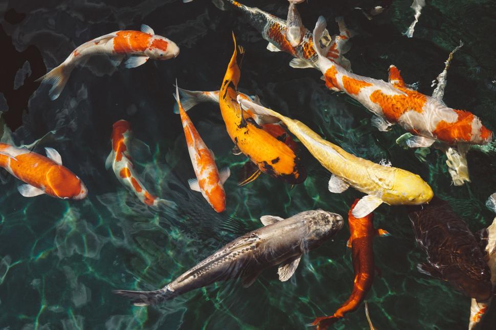Free Image of Dynamic scene of colorful koi fish in a pond 