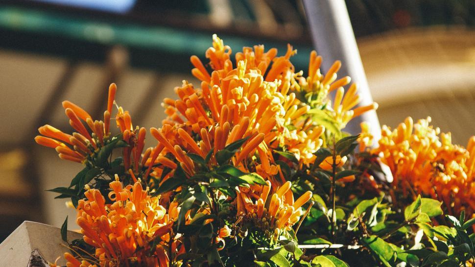 Free Image of Bright orange flowers bathed in sunlight 