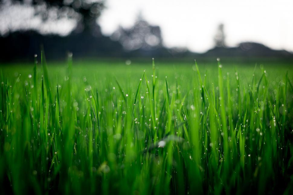 Free Image of Fresh dew on vivid green grass blades 