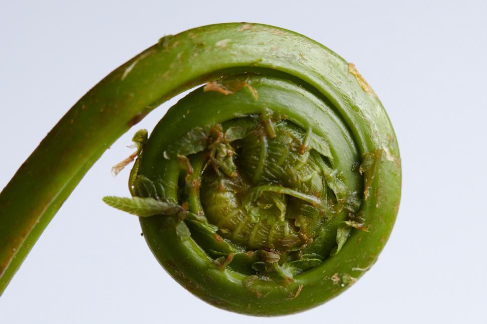 Free Image of Close-up of fiddlehead fern against a bright background 
