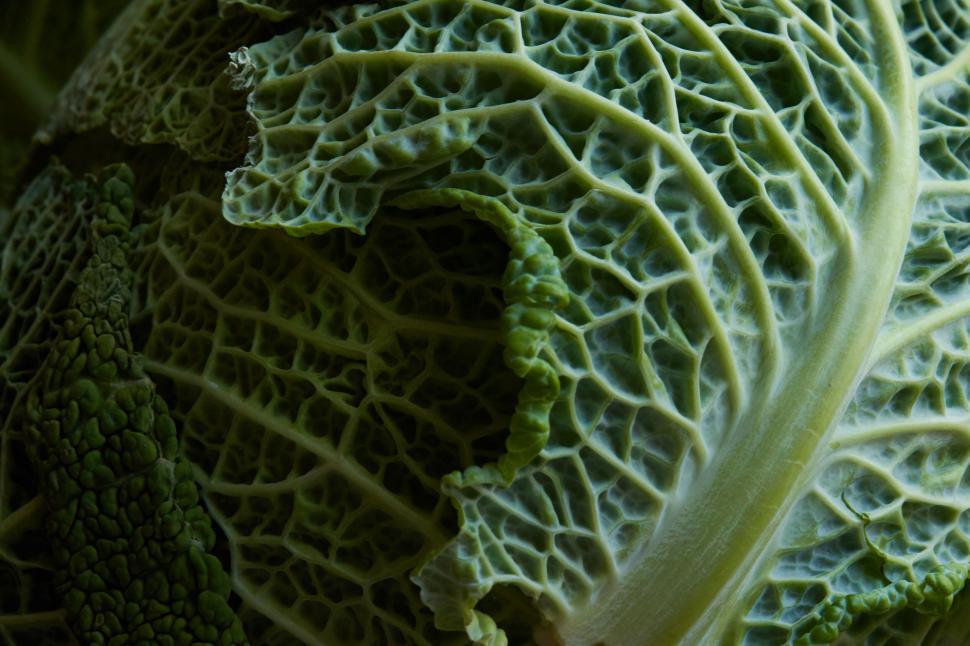 Free Image of Close-up texture of green savoy cabbage 