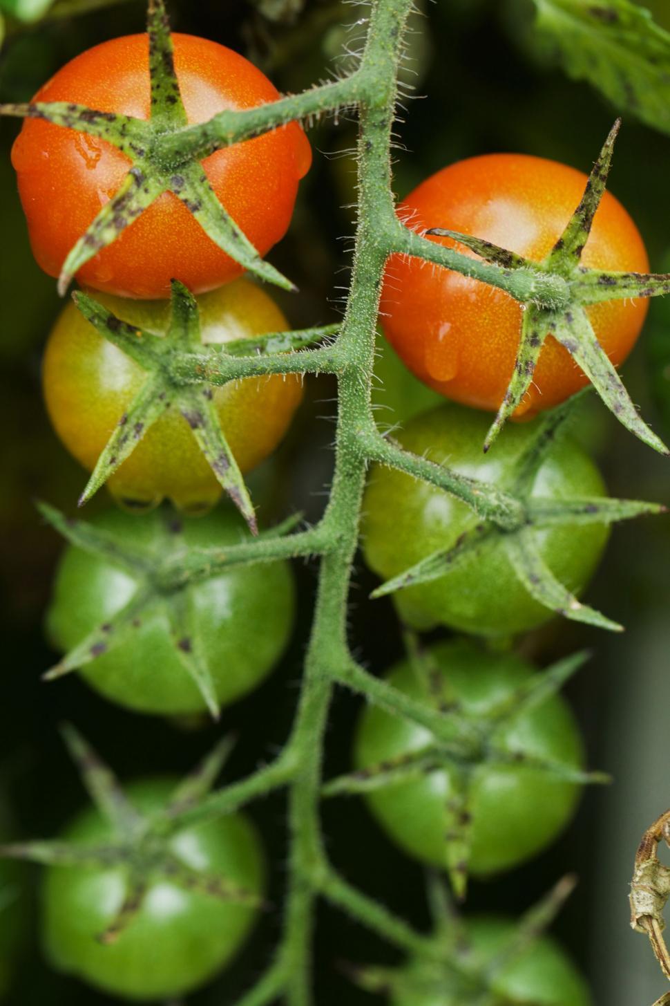 Free Image of Ripe tomatoes growing on vibrant green vine 