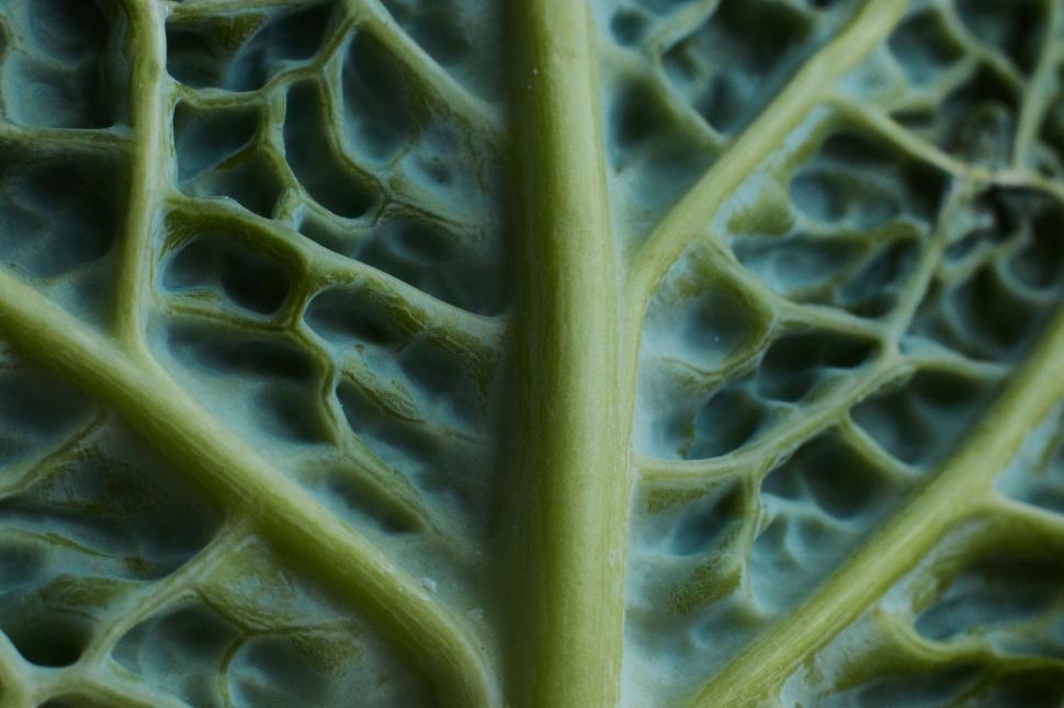 Free Image of Close-up of green leaf s intricate veins 