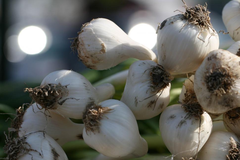 Free Image of Bunch of fresh garlic bulbs hanging 