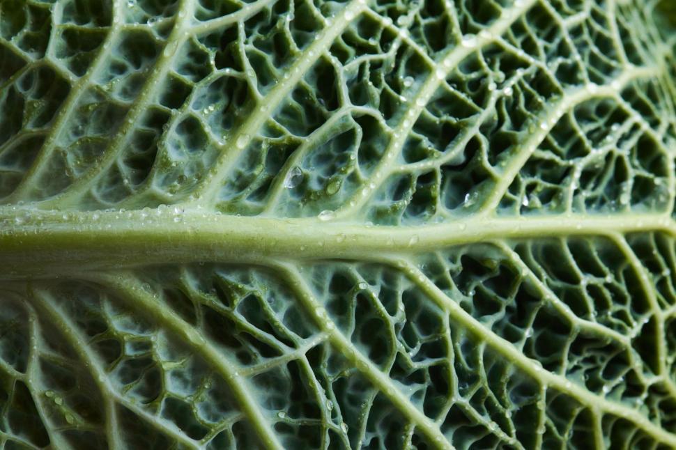 Free Image of Macro texture of green cabbage leaf 