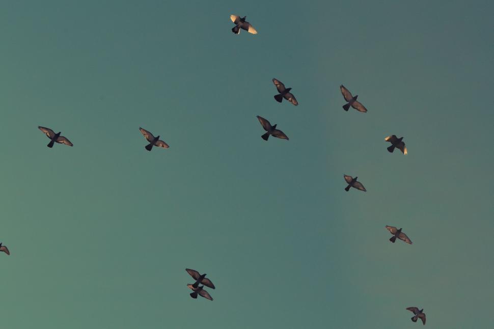 Free Image of Flock of birds soaring in evening twilight 