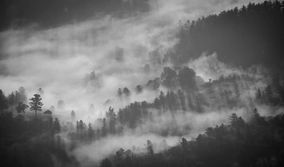 Free Image of Mystic foggy forest scene in black and white 