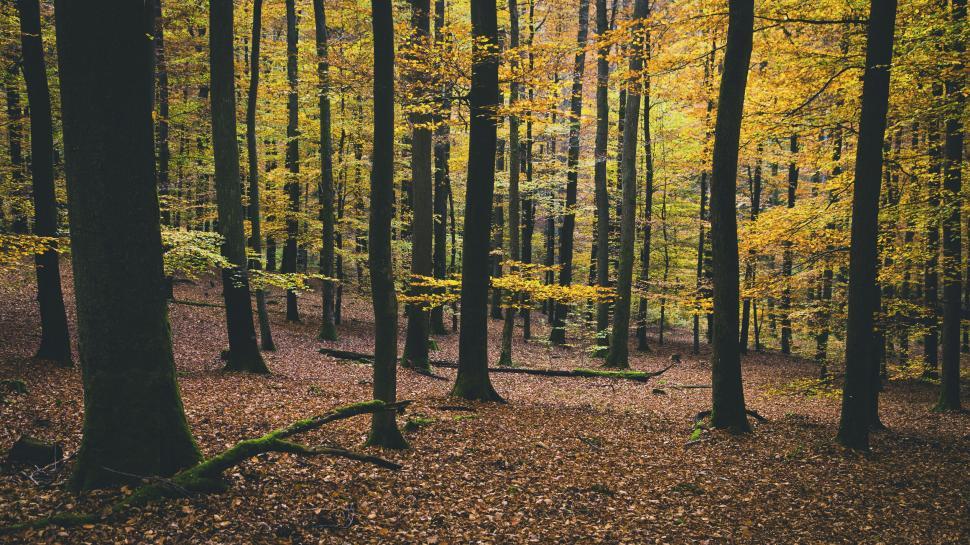 Free Image of Autumn forest with colorful foliage 