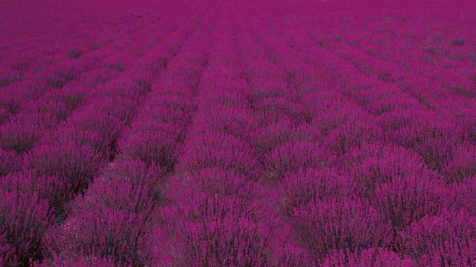 Free Image of Vibrant purple lavender field lines 