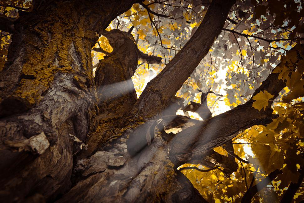 Free Image of Golden autumn leaves on a sturdy tree 