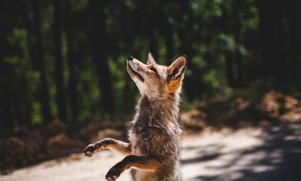 Free Image of Fox standing on hind legs in forest 