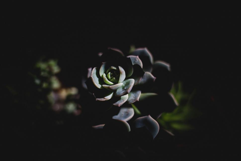 Free Image of Succulent in dramatic lighting 