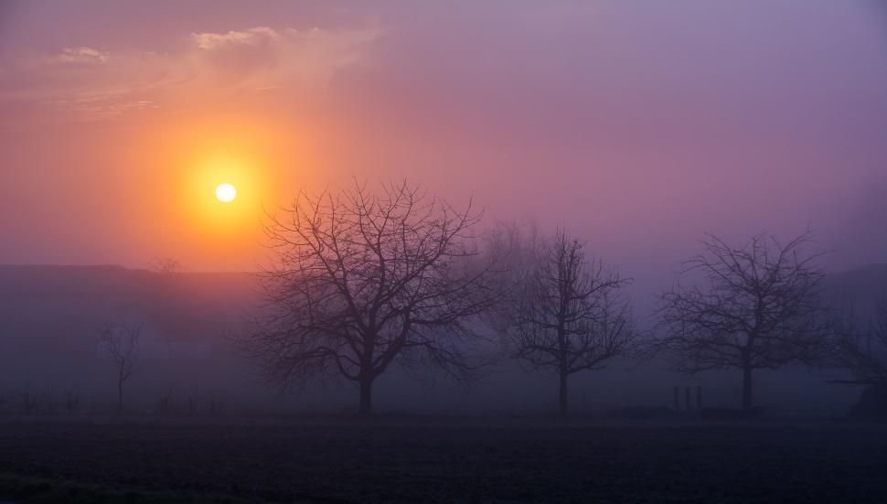 Free Image of Tranquil sunrise through foggy trees 