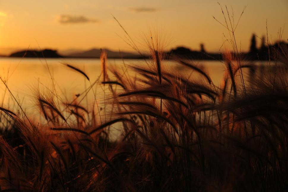 Free Image of Grass during sunset  