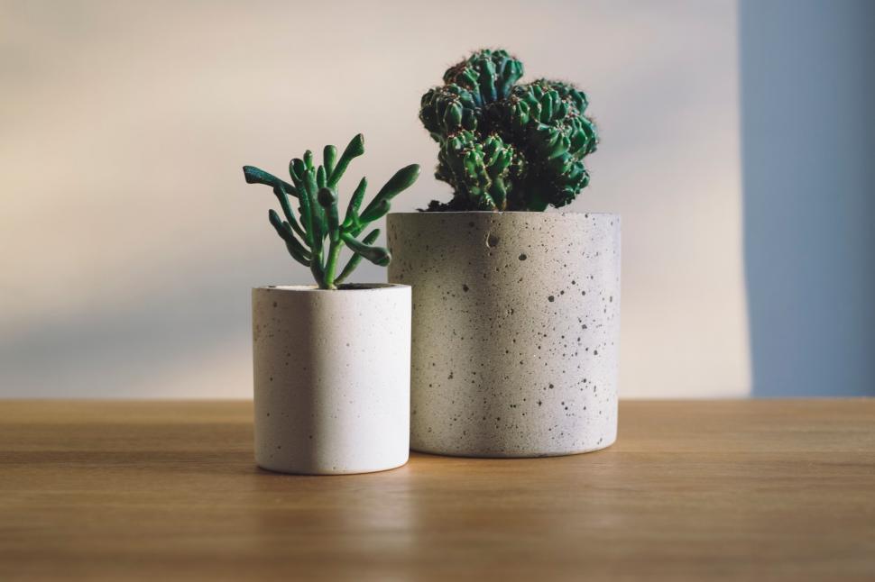 Free Image of Two potted plants on a wooden desk 