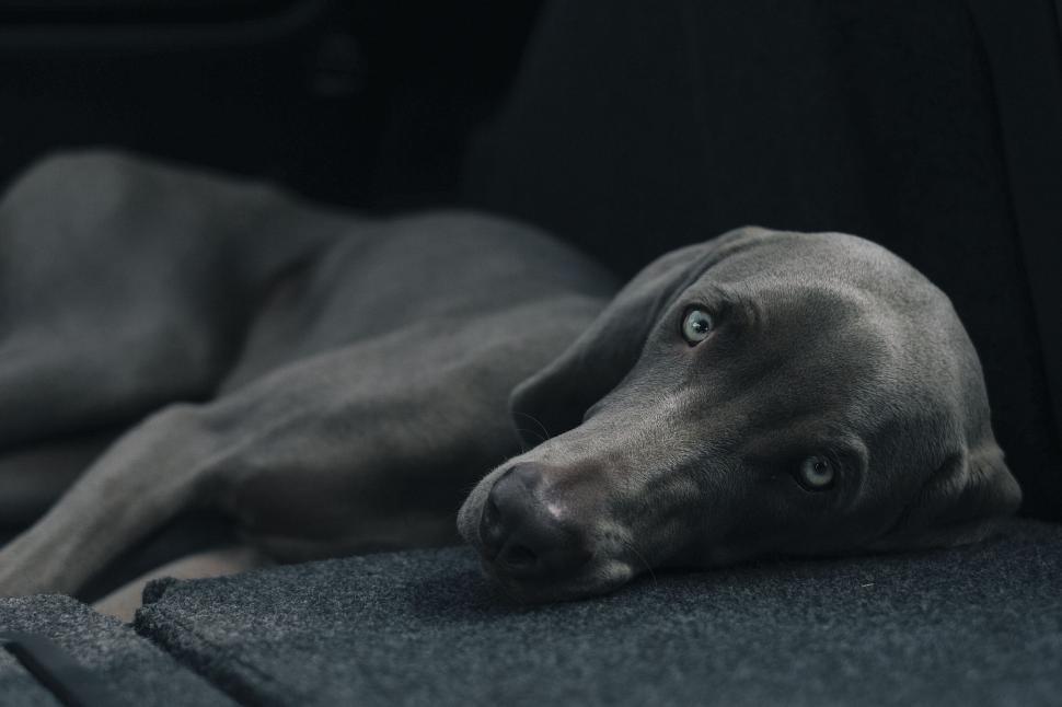 Free Image of Tired Weimaraner dog lying in car s back seat 