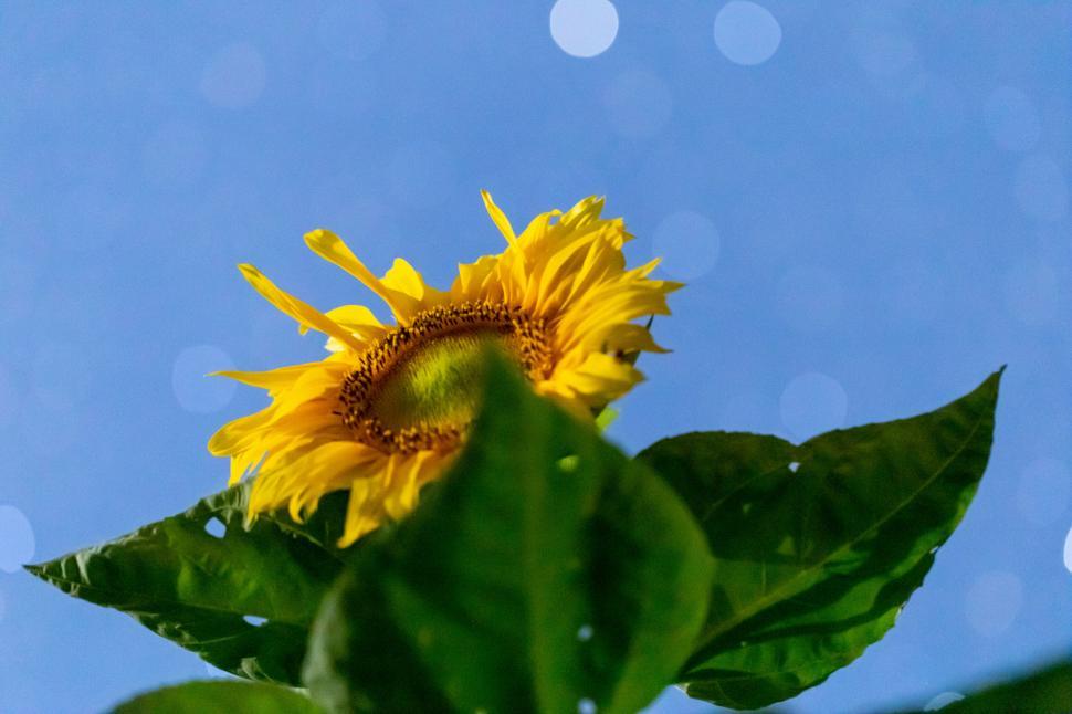 Free Image of Bright sunflower against a blue evening sky 