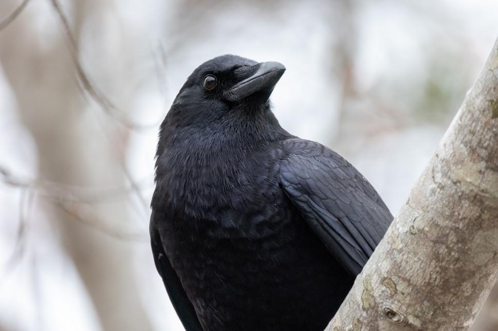Free Image of Close-up of a black crow perched on a branch 