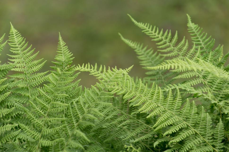 Free Image of Lush green ferns in a natural setting 