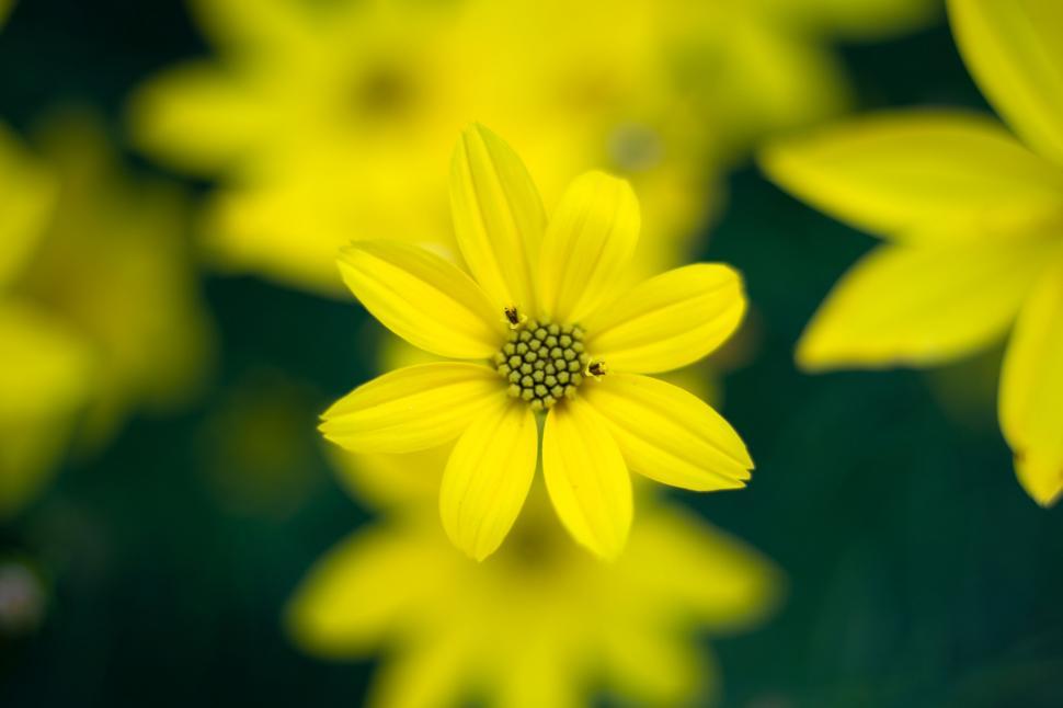 Free Image of Vibrant yellow flower against blurred green 