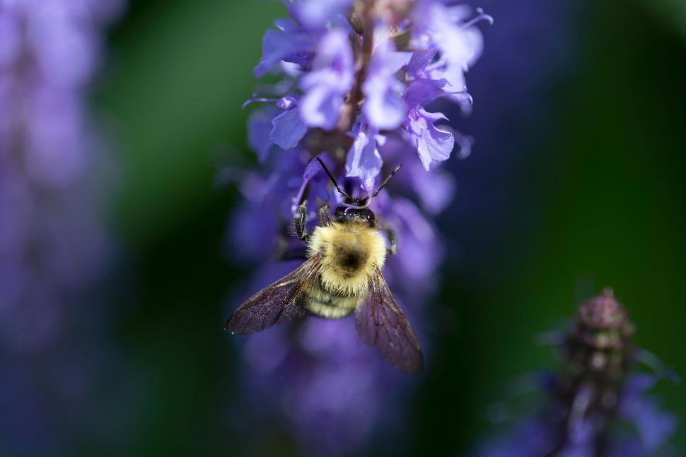 Free Image of Bee pollinating a purple flower closeup 