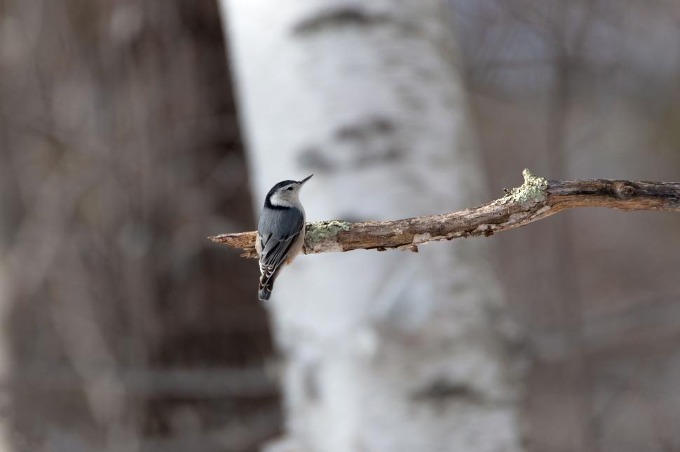 Free Image of White-breasted Nuthatch perched on a branch 