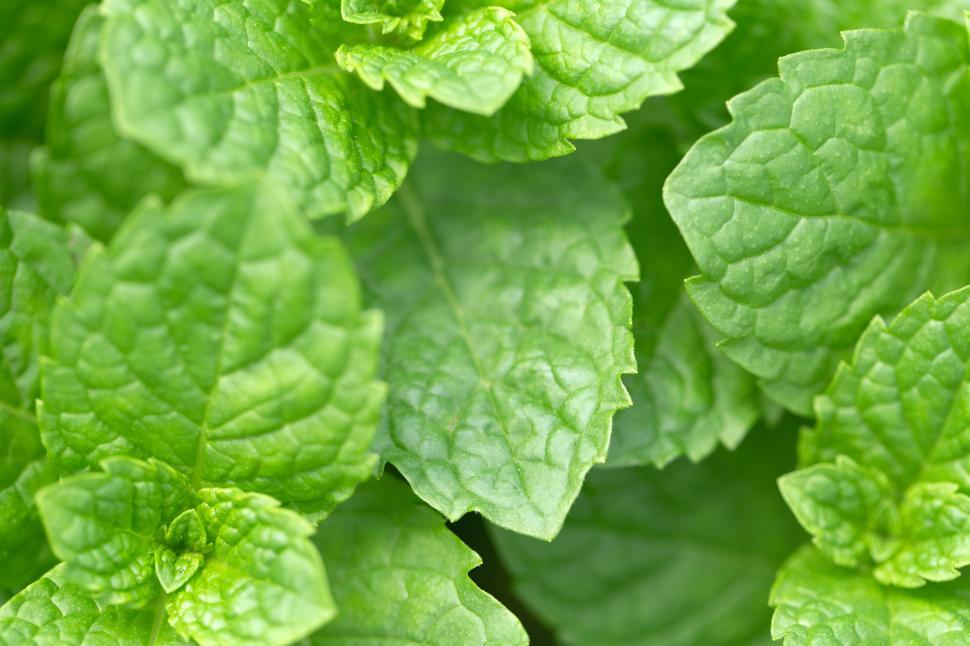 Free Image of Close-up view of fresh mint leaves 