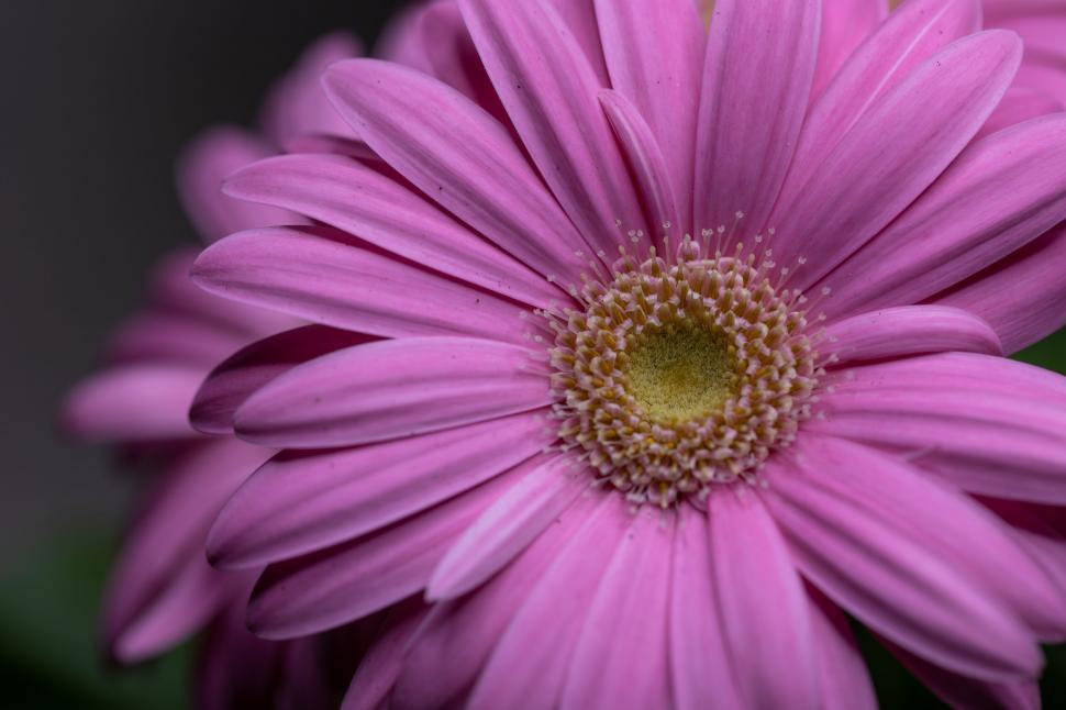 Free Image of Vivid pink gerbera daisy close-up 