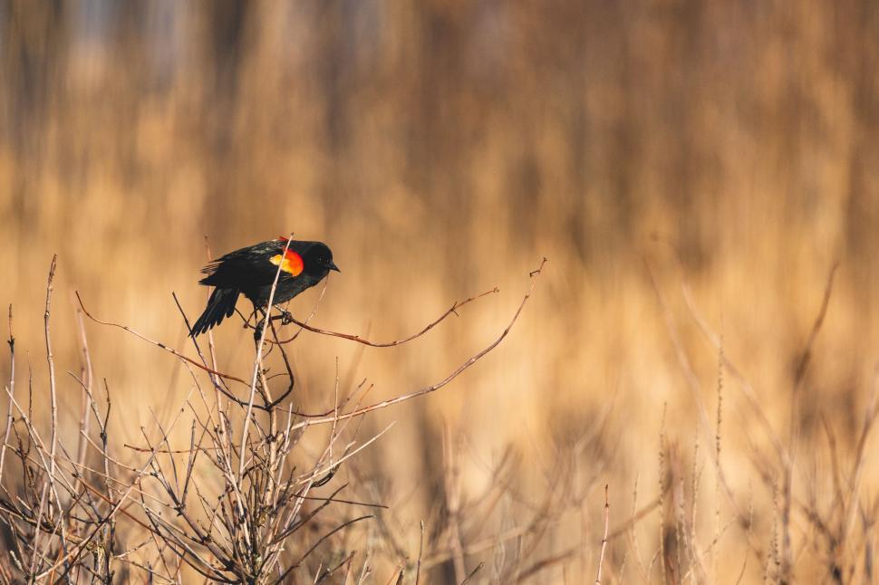 Free Image of Red-winged blackbird perched in reeds 