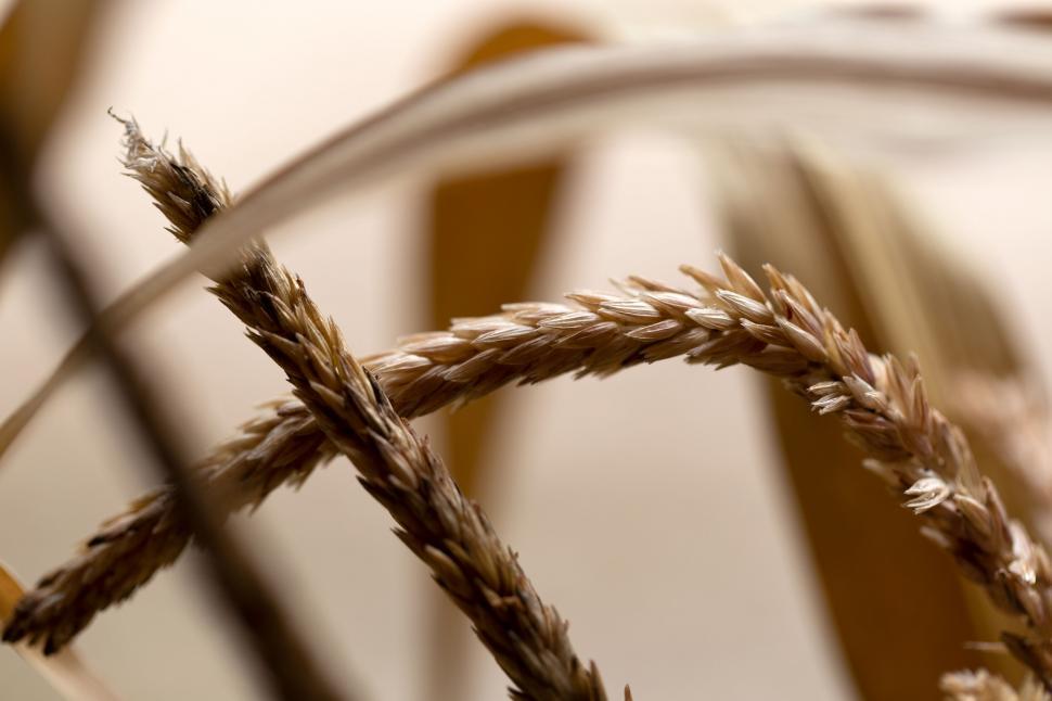 Free Image of Close-up of wheat strands 