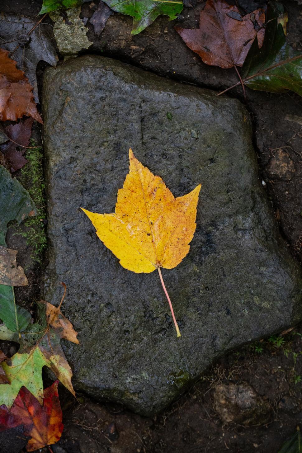 Free Image of Autumn leaf on cobblestone path 