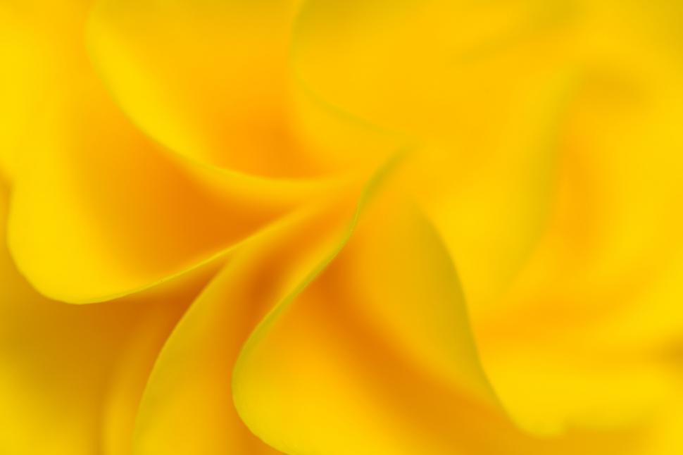 Free Image of Close-up of a vibrant yellow flower petal 