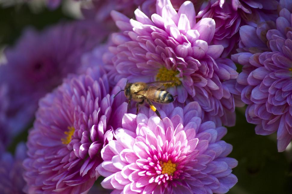 Free Image of Bee pollinating vibrant purple flowers 