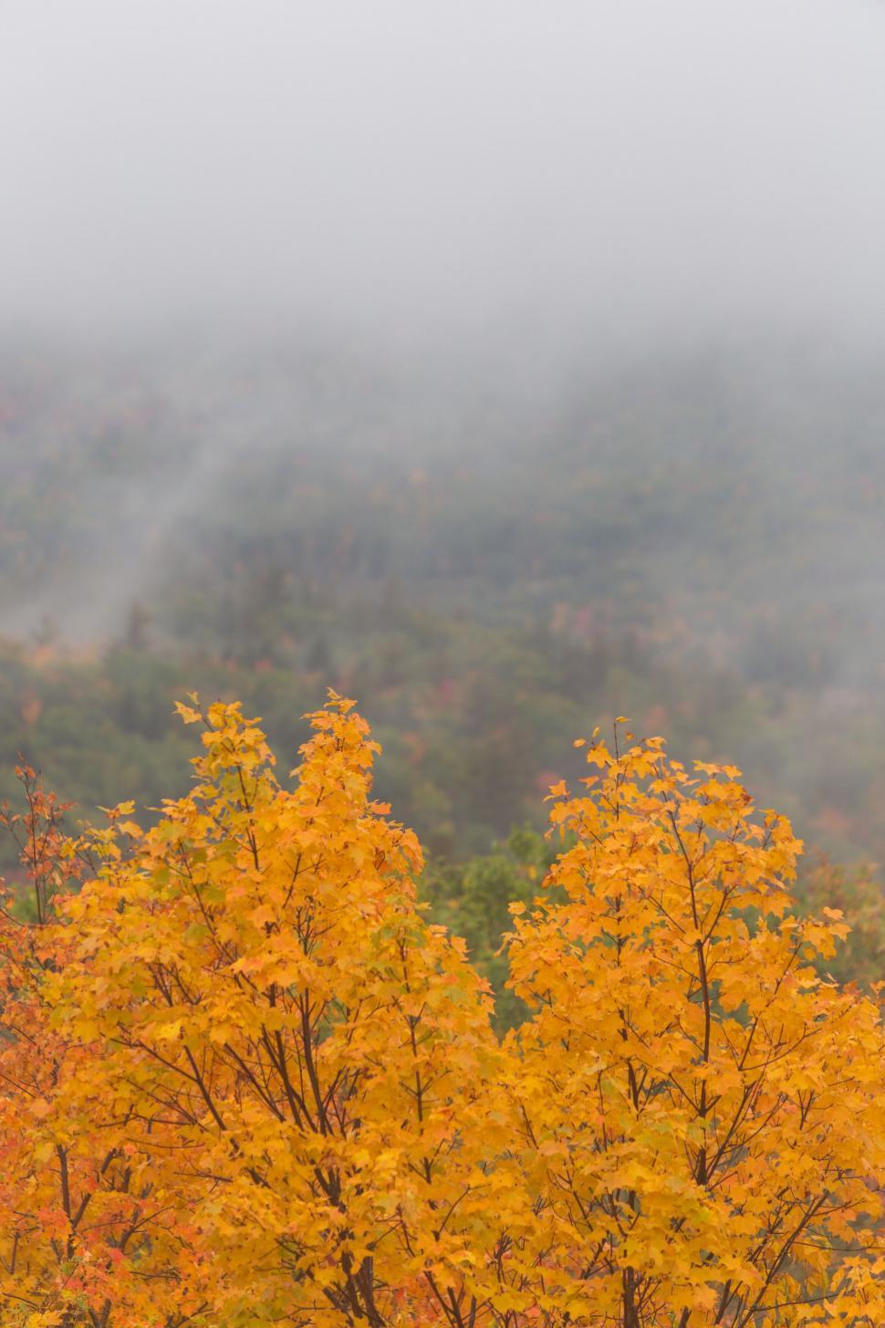 Free Image of Vibrant autumn trees in misty landscape 