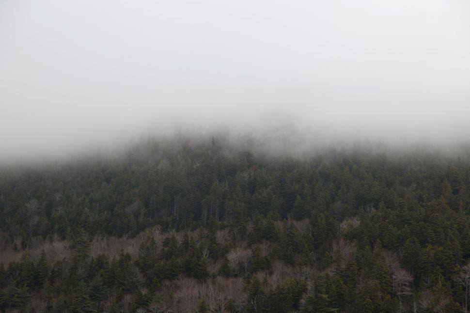 Free Image of Misty evergreen forest on a gloomy day 