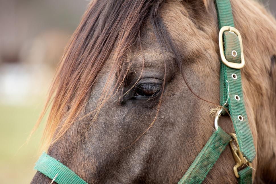 Free Image of Close-up of a brown horse s eye and face 