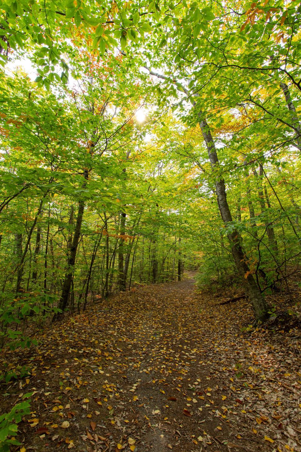Free Image of Autumn forest path with colorful leaves 