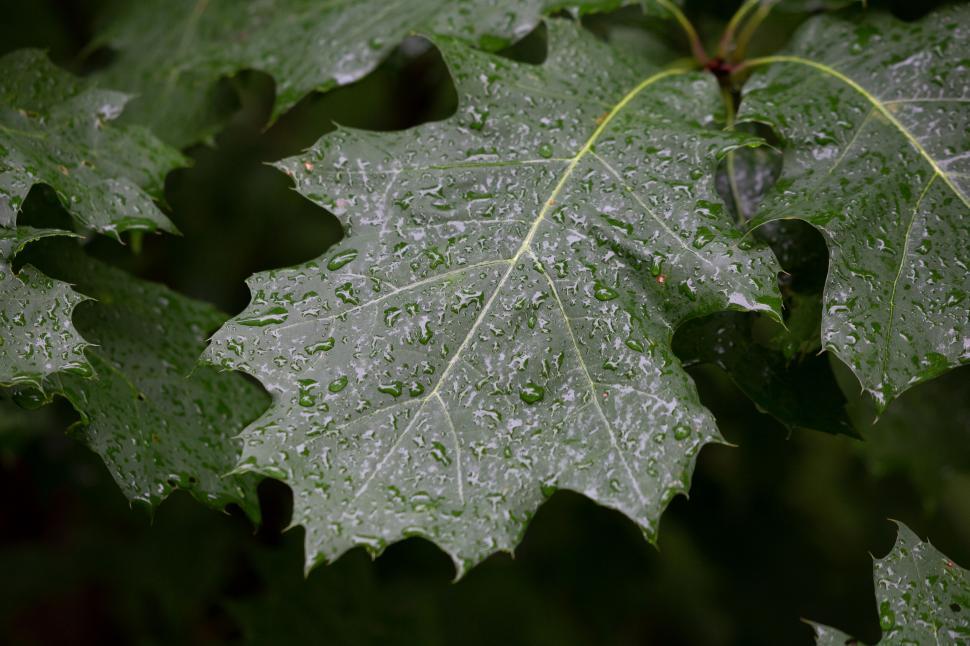 Free Image of Water droplets on a vibrant maple leaf 