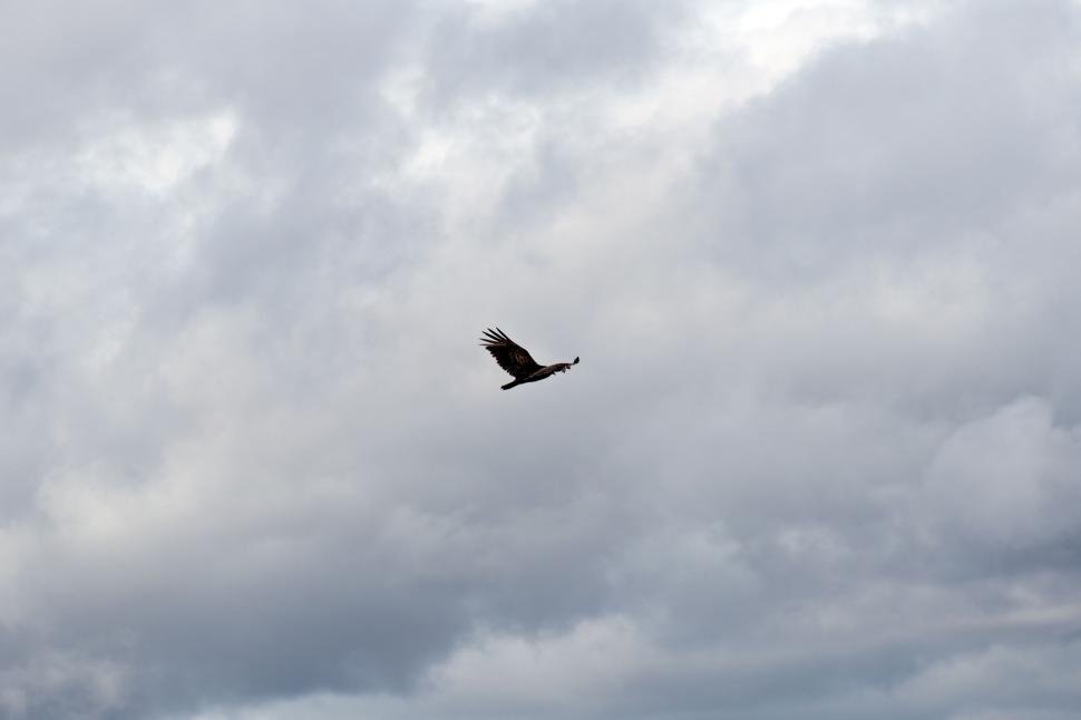 Free Image of Majestic bird soaring high in cloudy sky 