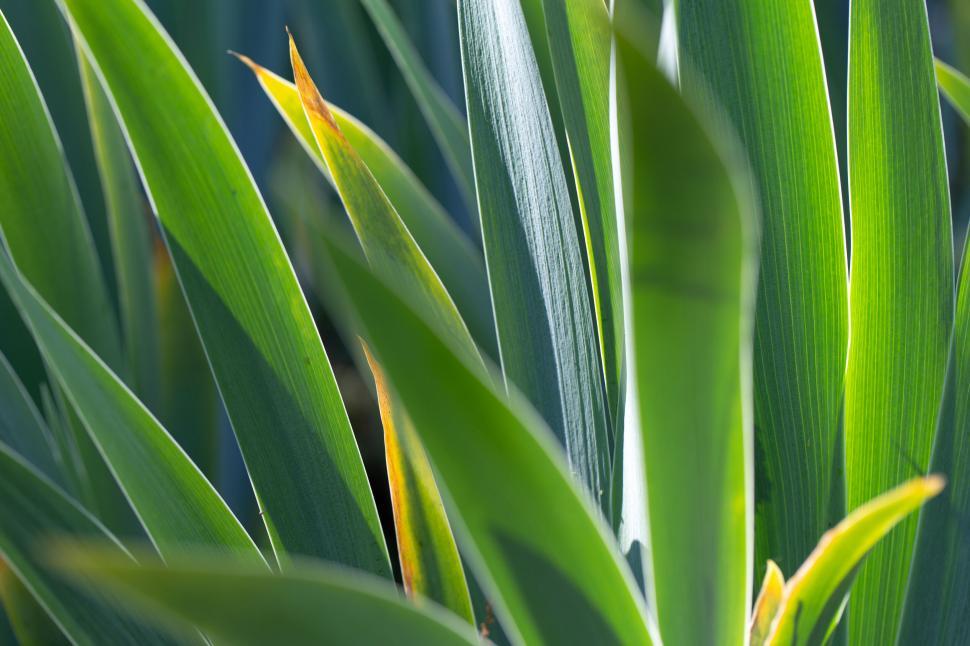 Free Image of Close-up of vibrant green leaves in sunlight 